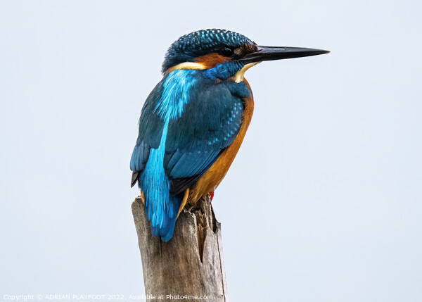 A Kingfisher perched on a branch Picture Board by ADRIAN PLAYFOOT