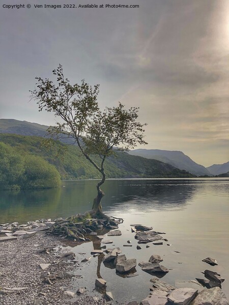 lonely tree on the shore of Llyn Padarn, Snowdonia Picture Board by  Ven Images