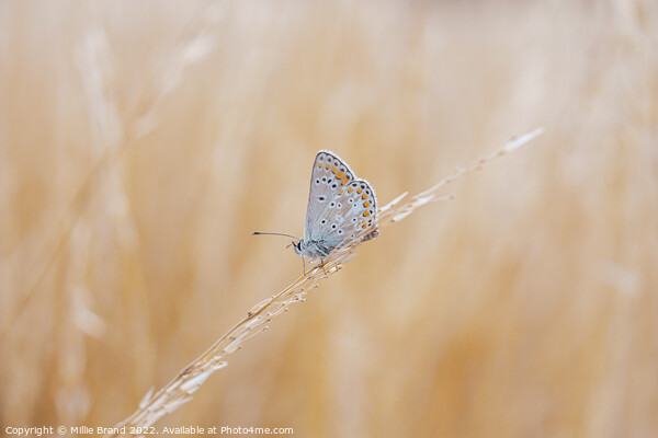 Brown Argus Butterfly Picture Board by Millie Brand