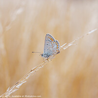 Buy canvas prints of Brown Argus Butterfly by Millie Brand