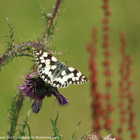 Buy canvas prints of Marbled White Butterfly by Millie Brand