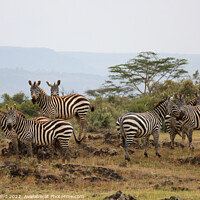 Buy canvas prints of Zebras in the savanna by Millie Brand