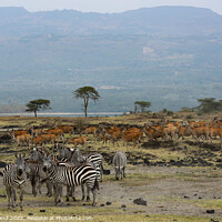 Buy canvas prints of On safari by Millie Brand
