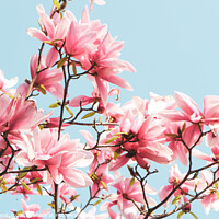 Buy canvas prints of Pink magnolias by Millie Brand