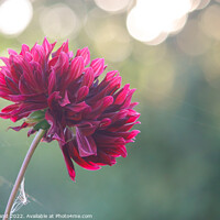 Buy canvas prints of Dahlia in the garden by Millie Brand