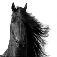 Buy canvas prints of Friesian Horse Front by Heather Oliver