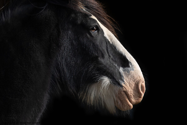 Clydesdale Side Profile Picture Board by Heather Oliver