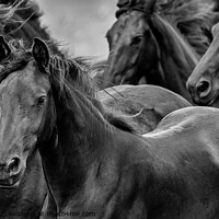 Buy canvas prints of Friesian Horses Gathering by Heather Oliver