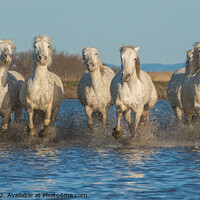 Buy canvas prints of Ten Camargue Horses by Heather Oliver