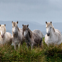 Buy canvas prints of Eriskay Ponies Scotland by Heather Oliver