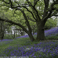Buy canvas prints of Bluebells by Thomas Maddison