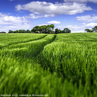 Buy canvas prints of Outdoor field by Thomas Maddison