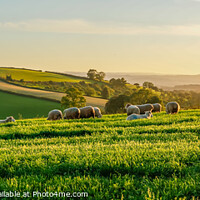 Buy canvas prints of Light Grazing on the Hill by Adrian Burgess