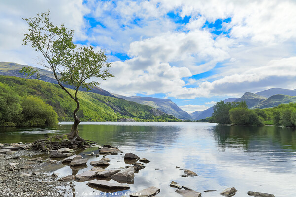 The Lonely Tree at Llanberis, Wales Picture Board by Adrian Burgess