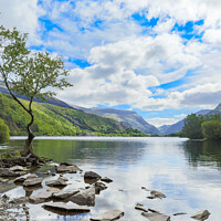 Buy canvas prints of The Lonely Tree at Llanberis, Wales by Adrian Burgess
