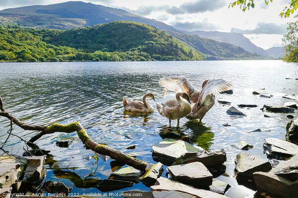 Majestic Mute Swans on Llyn Padarn, Wales Picture Board by Adrian Burgess