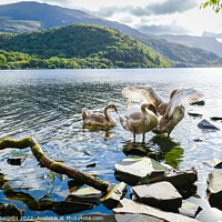 Buy canvas prints of Majestic Mute Swans on Llyn Padarn, Wales by Adrian Burgess