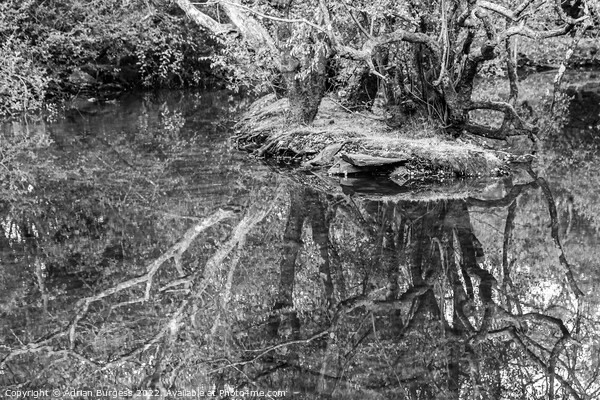 Reflecting on your Roots Picture Board by Adrian Burgess