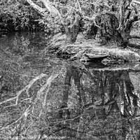 Buy canvas prints of Reflecting on your Roots by Adrian Burgess