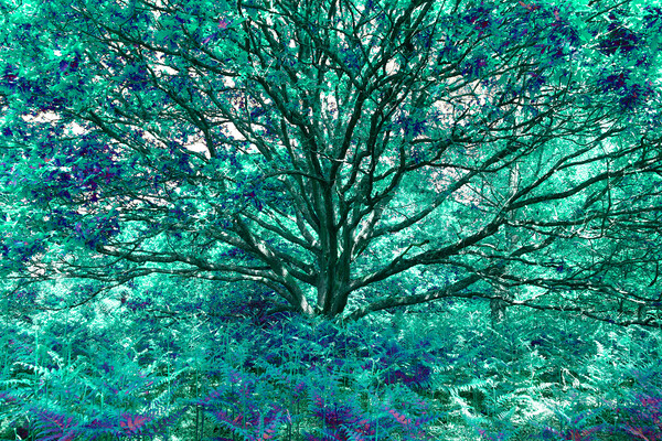 Grand Tree - Aqua Picture Board by Adrian Burgess