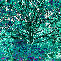 Buy canvas prints of Grand Tree - Aqua by Adrian Burgess