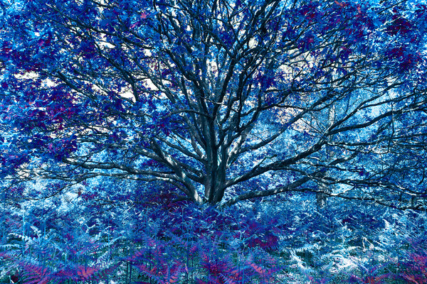 Grand Tree - Blue Picture Board by Adrian Burgess