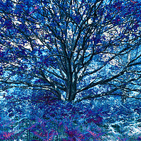 Buy canvas prints of Grand Tree - Blue by Adrian Burgess
