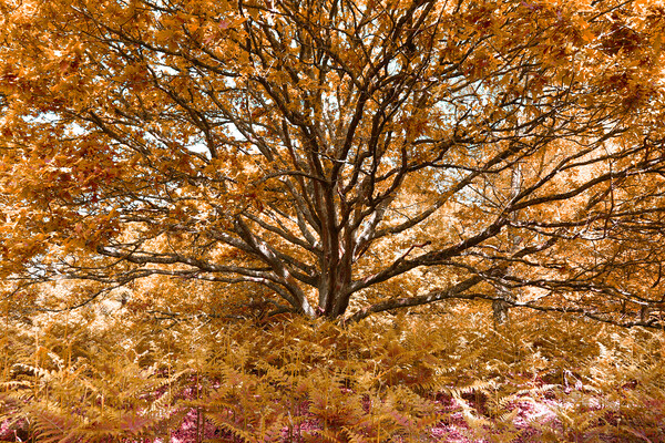 Grand Tree - Orange Picture Board by Adrian Burgess