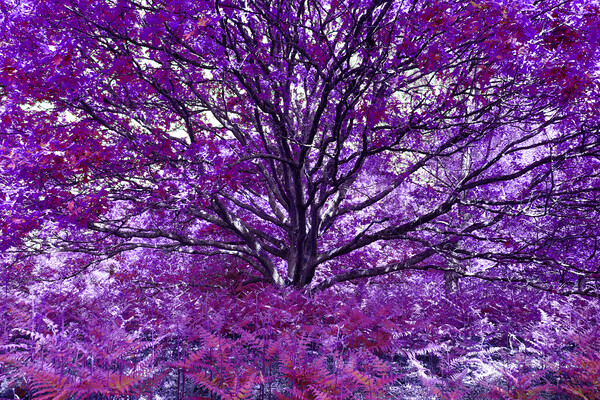 Grand Tree - Purple Picture Board by Adrian Burgess