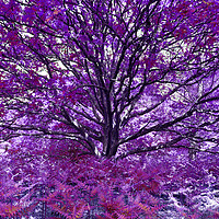 Buy canvas prints of Grand Tree - Purple by Adrian Burgess
