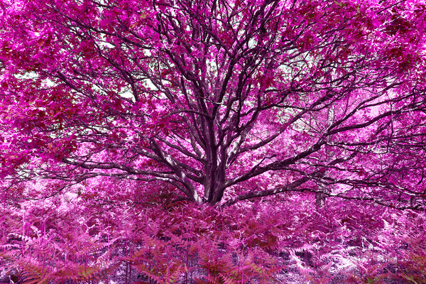 Grand Tree - Pink Picture Board by Adrian Burgess
