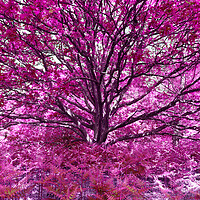 Buy canvas prints of Grand Tree - Pink by Adrian Burgess