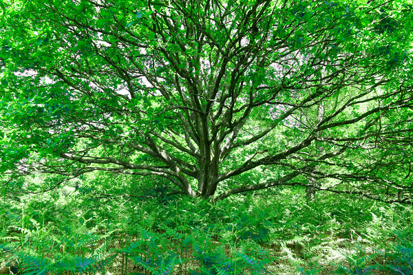 Grand Tree - Green Picture Board by Adrian Burgess