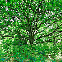 Buy canvas prints of Grand Tree - Green by Adrian Burgess
