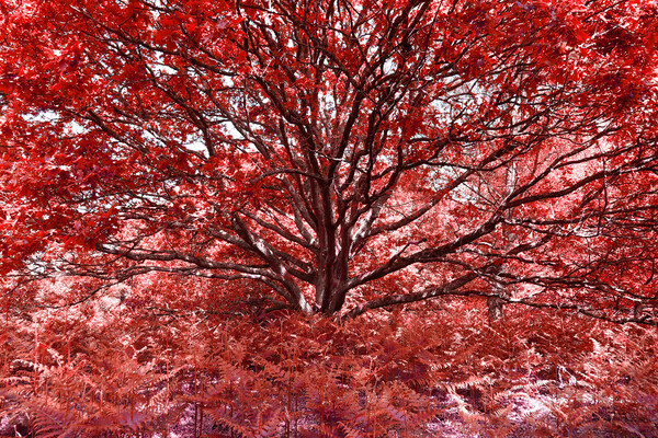 Grand Tree - Red Picture Board by Adrian Burgess