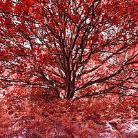 Buy canvas prints of Grand Tree - Red by Adrian Burgess