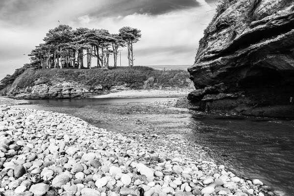 Scots Pine in Budleigh by River Otter Picture Board by Adrian Burgess