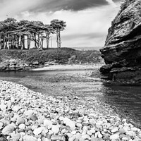 Buy canvas prints of Scots Pine in Budleigh by River Otter by Adrian Burgess