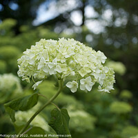 Buy canvas prints of White Hydrangea Flower by Zenith Photography