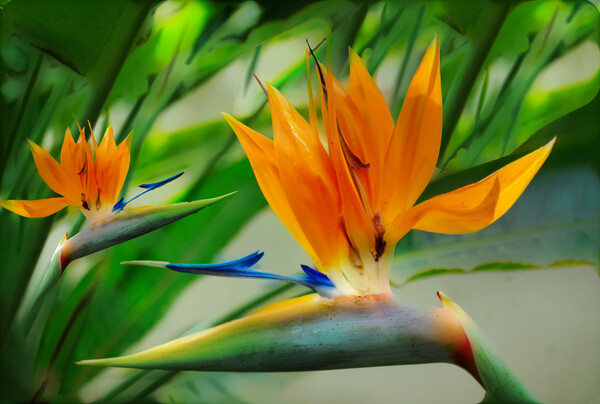 Bird of Paradise Flower Picture Board by Zenith Photography