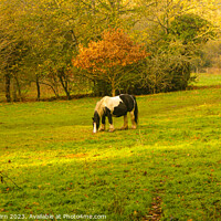 Buy canvas prints of A Grazing Horse by Richard Fairbairn