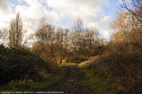 Wandle Meadow Nature Park during Winter Picture Board by Nathan Still