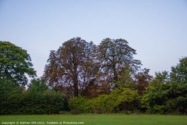 Kapok Trees, Wandle Park during sunrise Picture Board by Nathan Still