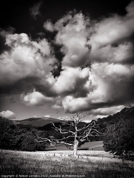 Derwent Tree Picture Board by Nelson Lorraine