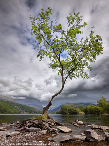 Lone Tree Llanberis Picture Board by Robert Bell
