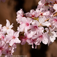 Buy canvas prints of Cherry Blossoms by Philip Thulbourn