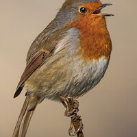 Buy canvas prints of Animal bird Robin by Matt Pennal