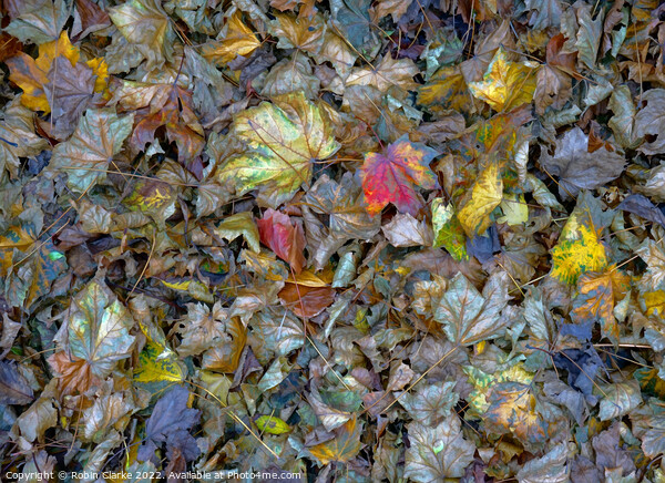 Leaf decay is beautiful Picture Board by Robin Clarke