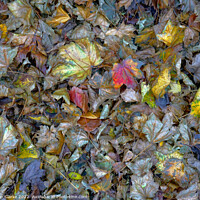 Buy canvas prints of Leaf decay is beautiful by Robin Clarke