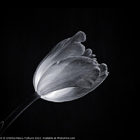 Buy canvas prints of Monochrome tulip by Cristina Pascu-Tulbure